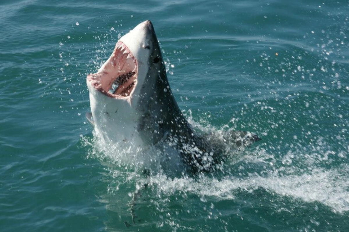 В Австралии акула заплыла в реку и напала на подростка, девочка скончалась от ран - ВИДЕО